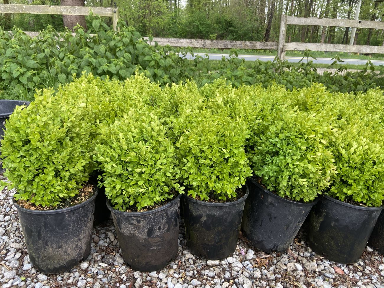Boxwoods